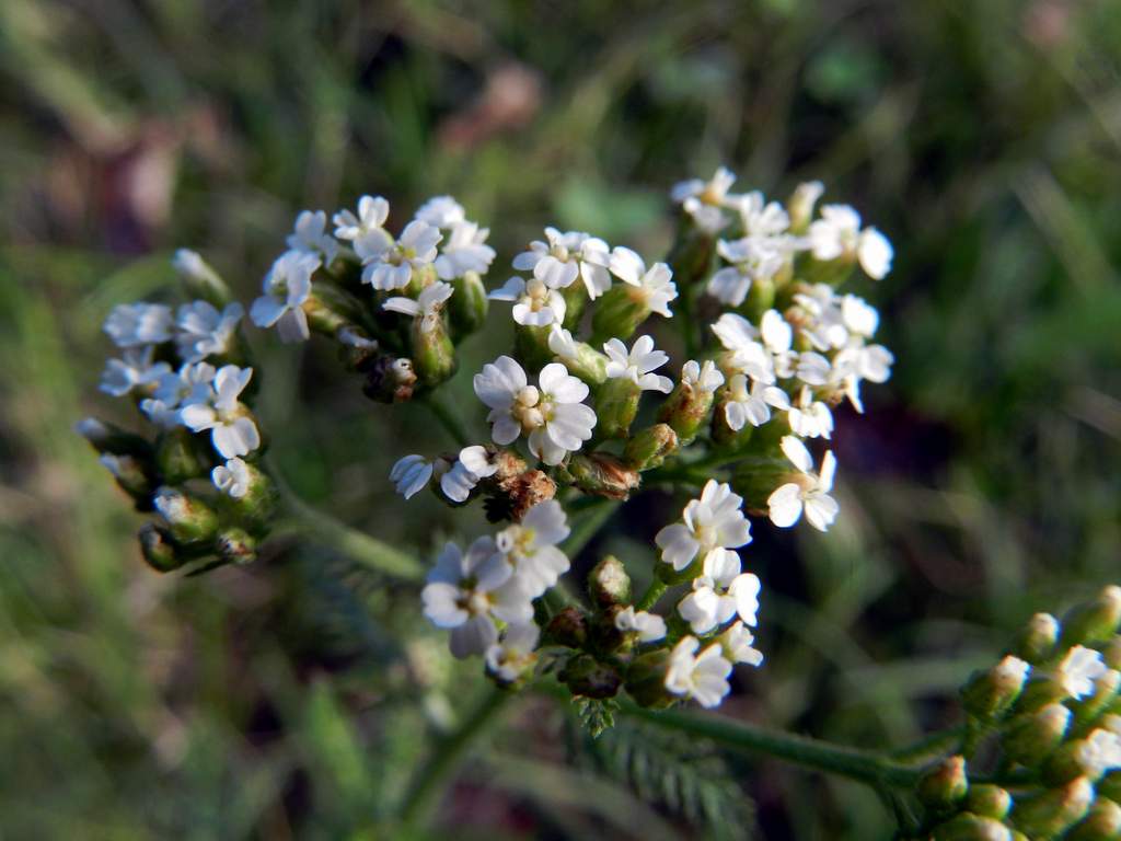 Achillea sp.